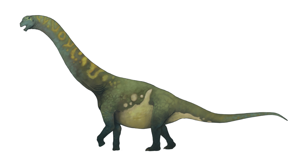 Bothriospondylus dinosaurs 