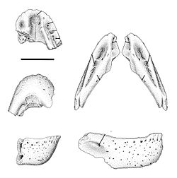 caenagnathasia_dino