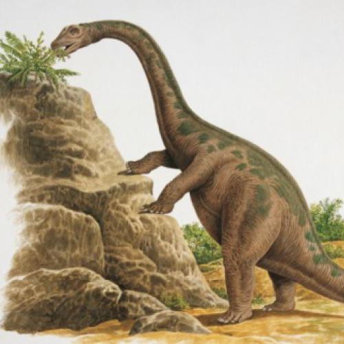 Cetiosauriscus dinosaurs 