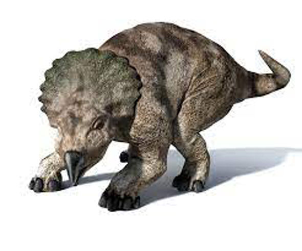 Protoceratops Dinosaur, Type | information - Apatosaurus fact
