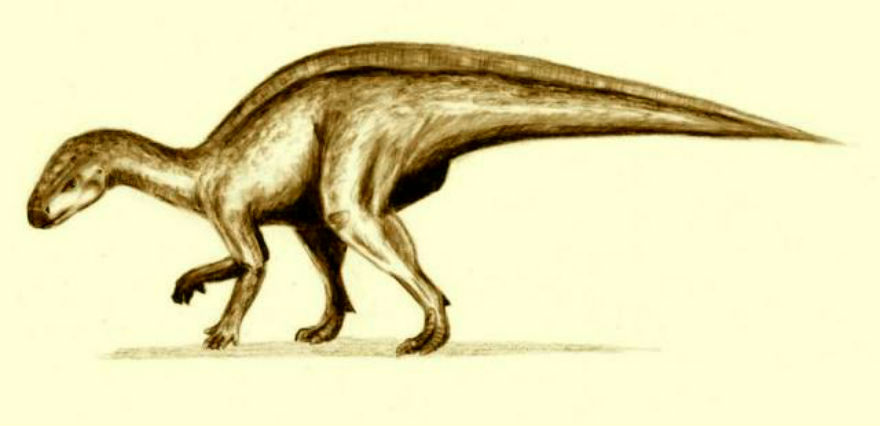 Rhabdodon Dinosaur