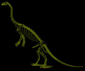Dinosaur photos and images,fossil pictures, bones and skeletons, various models of dinosaurs ...