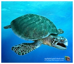 archelon dinosaur